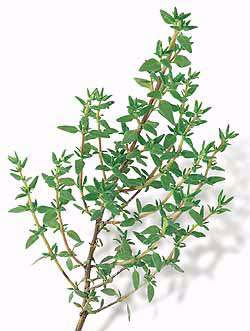 french onion soup with thyme