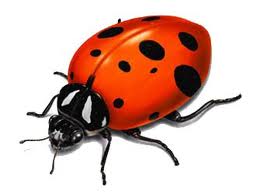 lady bug kitchen solutions nyc kitchens